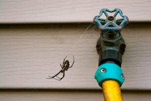 Spider Pest Control