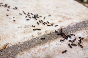 An image of a group of black ants