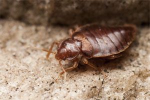 An image of a Bed Bug