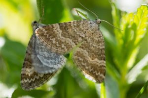 Pair of grass rivulet moths (Perizoma albulata) mating. British insects in cop in the family Geometridae the geometer moths. Typical of calcareous grassland where yellow rattle grows