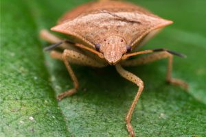 portrait of a brown marmorated stink bug straight on view
