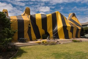 Termites in Albany, OR