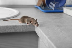 Rat Exterminator in Salem, OR