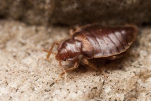 Bed Bug Exterminator in Salem, OR