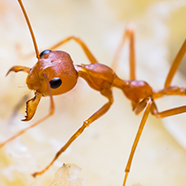Closeup of red weaver ant