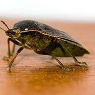 Closeup of bug