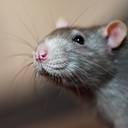 Closeup portrait of rat face