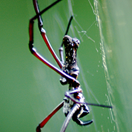 Closeup of spider climbing on web