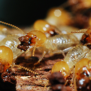 Group of termites building their nest