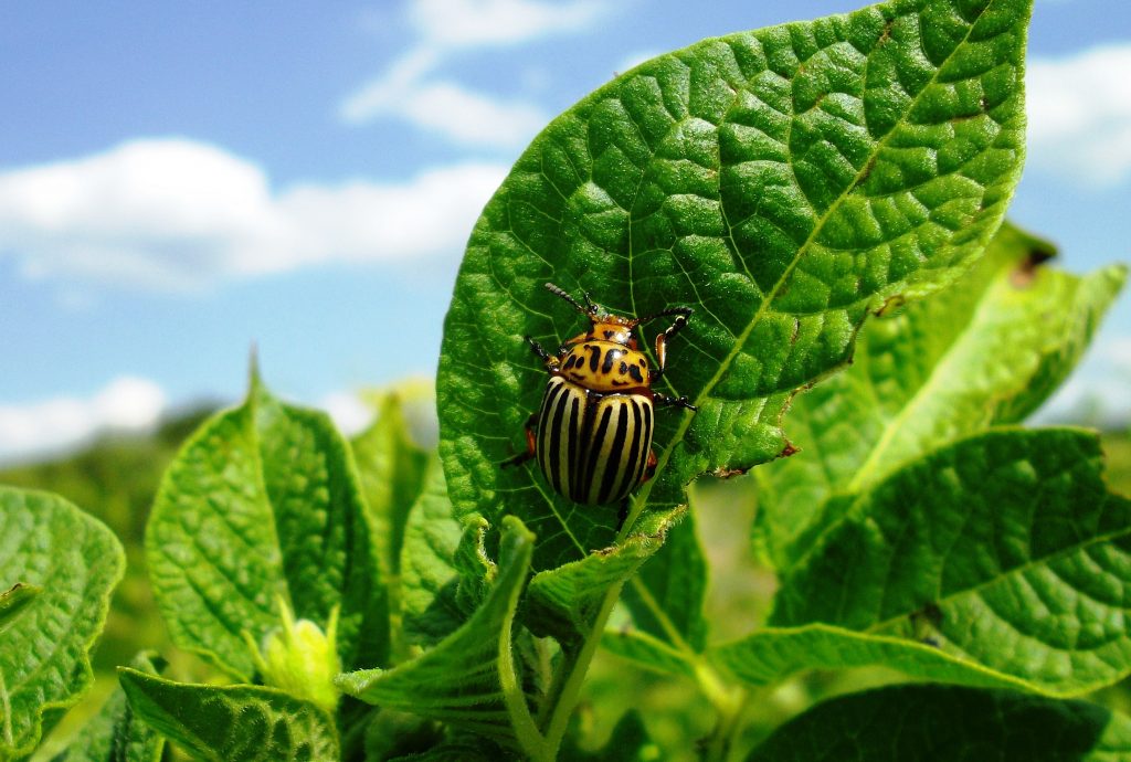 Closeup of Colorado potato beetle (potato bug) on the potato leaf