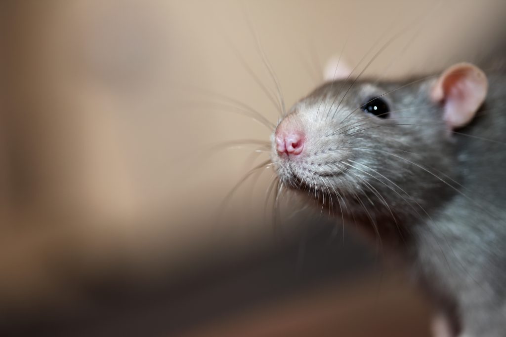 Portrait of rat face close up