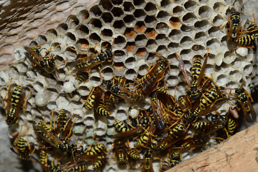 Wasp nest with wasps sitting on it. Wasps polist. The nest of a family of wasps which is taken a close-up.