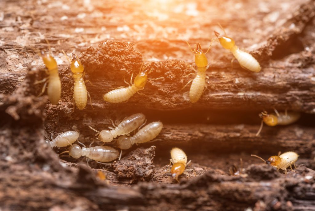 Close up termites or white ants