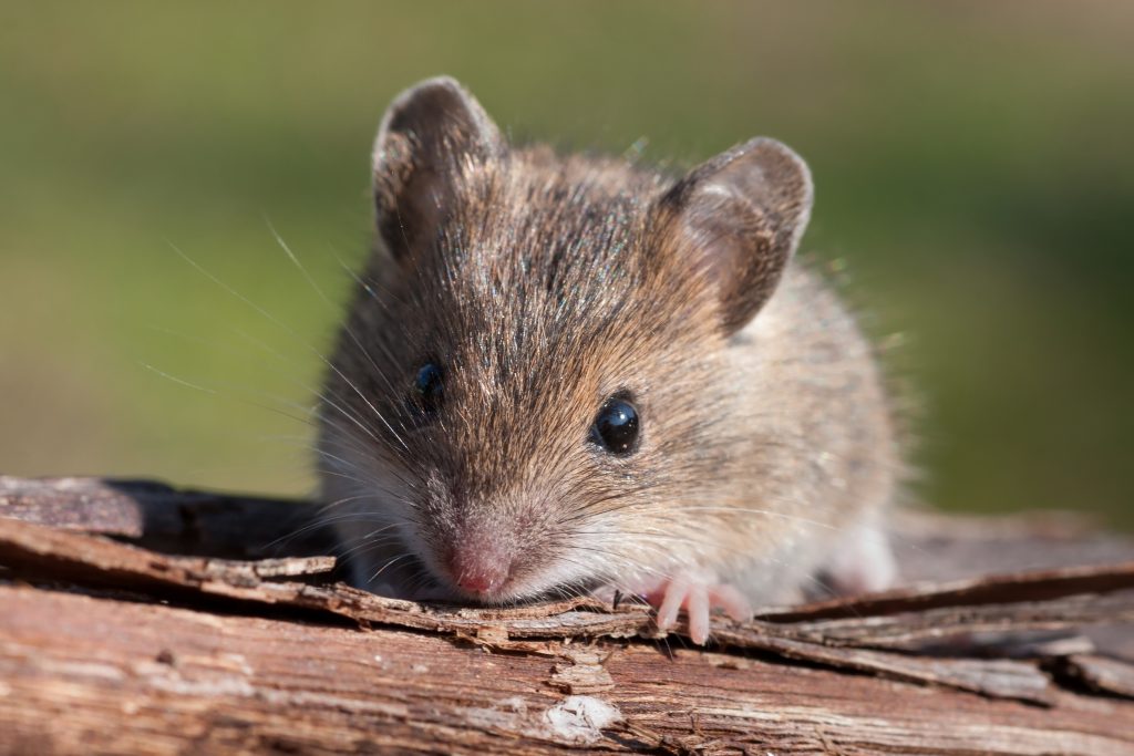 Mouse closeup